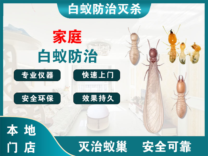 临海家庭白蚁防治
